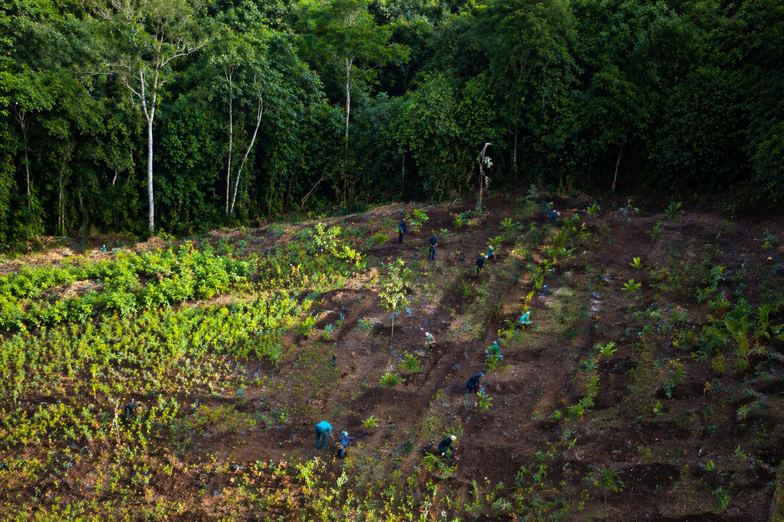 Plantation participative d'espèces endémiques en Amazonie